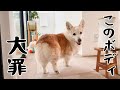 罪深きコーギーです