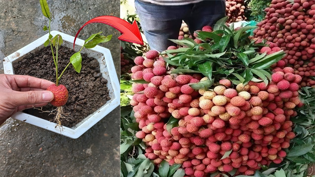 With this technique I can propagate any plant from fruit YouTube