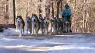 dogs 101 - Alaskan Malamute by DivineDanes 24,277 views 11 years ago 4 minutes, 14 seconds