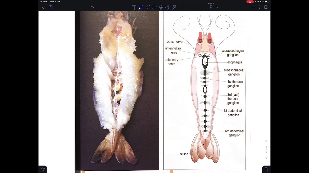 Grade 10: Organization of the nervous system in the vertebrates and the ...