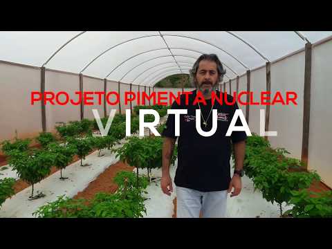 Vídeo: Cultivo De Pimenta Em Estufa