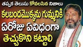 కలబద మకకన గమమనక ఏ రజ ఏ వధగ తచచకన కటటల Interesting Facts About Aloe Vera