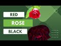 Red rose  black rose  plants  vlogger asad