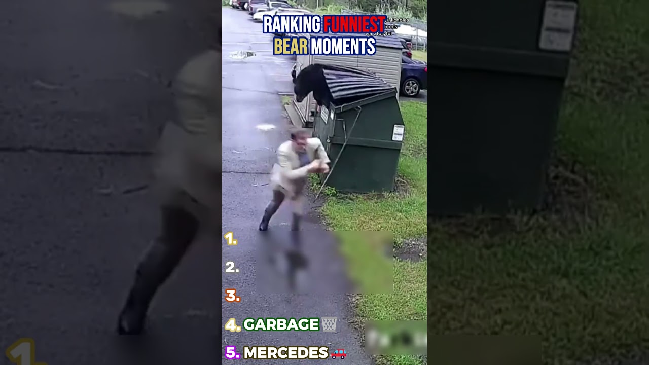 Ranking funniest bear moments