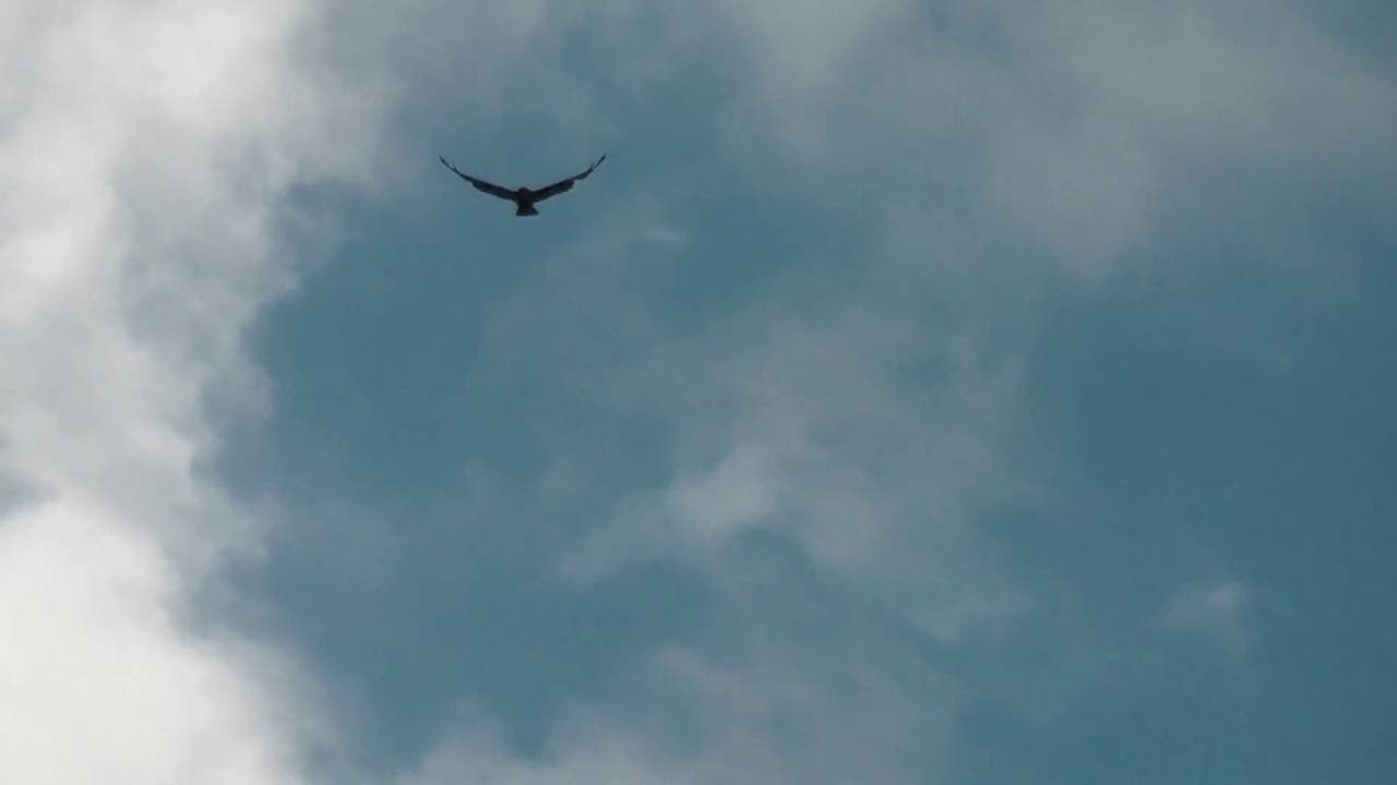 Канюк (Сарыч)/ Buteo buteo/Buzzard - Полёт