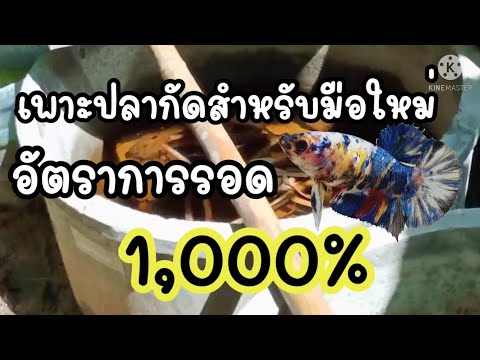 เพาะปลากัดสำหรับมือใหม่อัตรากา 22 ธันวาคม ค.ศ. 2024 เพาะปลากัดสำหรับมือใหม่อัตรากา 22 ธันวาคม ค.ศ. 2024