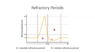 32. Neurophysiology - Video 2