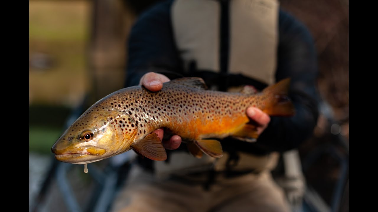 Cortland Euro Nymph Mono Core DT Fly Line gecko green, Euro Nymph Lines, Single-handed, Fly Lines