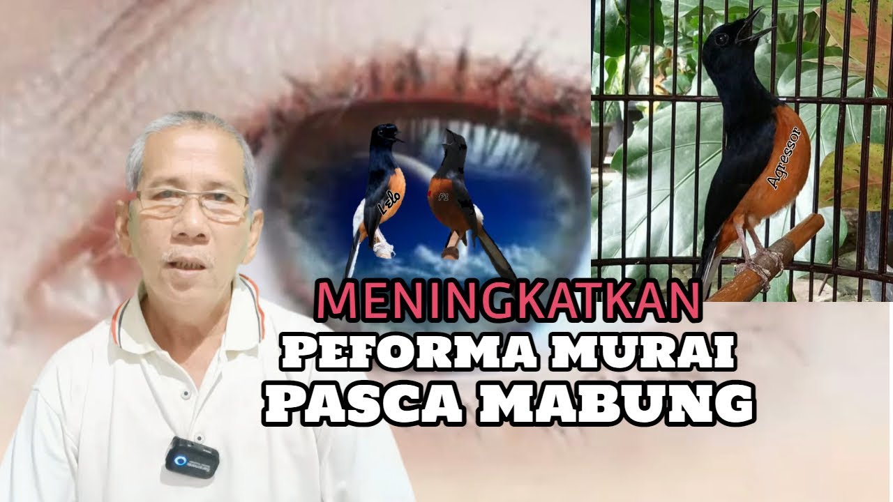 MENINGKATKAN PEFORMA MURAI PASCA MABUNG