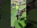 Calming Piano & Lotus Water Sounds for Meditation, Mindfulness and Stress Relief