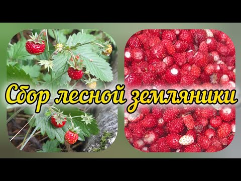 Начала собирать землянику в лесу, закончила сбором клубники в поле.