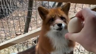 картинка: Алиса - лиса. Каша и яйцо для Игниса #лисяо #животные #милота #лиса #fox