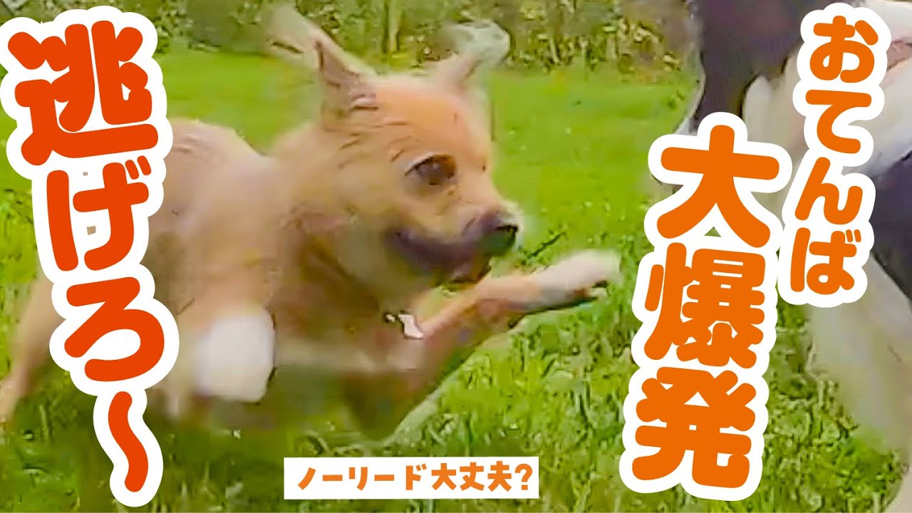 森の中の広大なドッグランで元野犬をノーリードした結果 Youtube