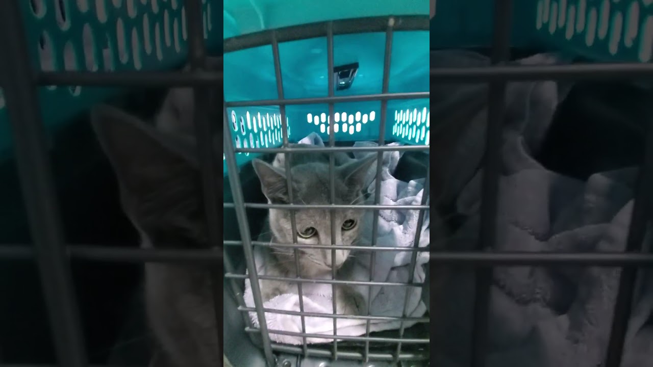 Kitty-Cat transfer day at GCHS!  #gulfcoasthumanesociety #adoptionislove #catadoption