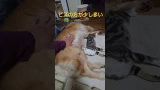 今夜のキビッチャン 子猫とゴールデンレトリバー#ビスとイロハ #cat #goldenretriever #ゴールデンレトリバー #kitten #子猫 #猫 #shorts #2026年1月17日