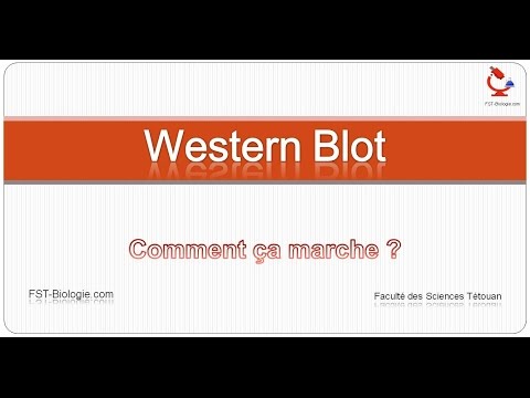 Vidéo: Performance Diagnostique D'ELISA, IFAT Et Western Blot Pour La Détection D'anticorps Anti-Leishmania Infantum Chez Les Chats En Utilisant Une Analyse Bayésienne Sans étal