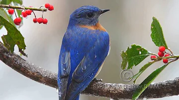 Snow Birds of Georgia