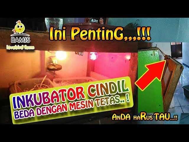 Inkubator cindil  lovebird  || BAMIS LOVEBIRD farm class=