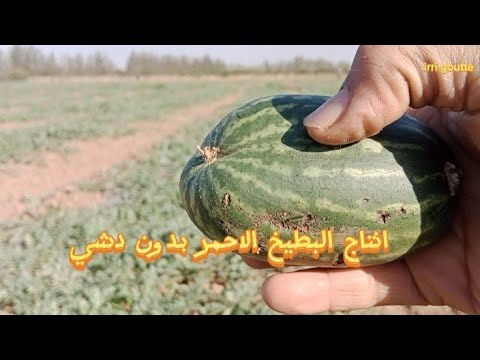 الطريقة باش نتجو بطيخ احمر (دلاح) بجودة عالية و بدون دشي - YouTube