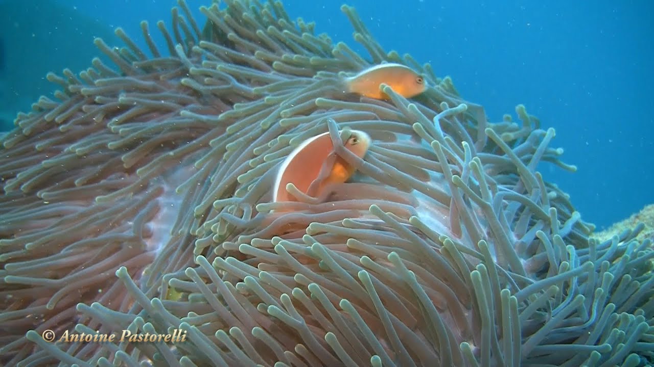 Plongées dans le lagon de Mayotte, Mamoudzou, N'Gouja, Mtsamboro