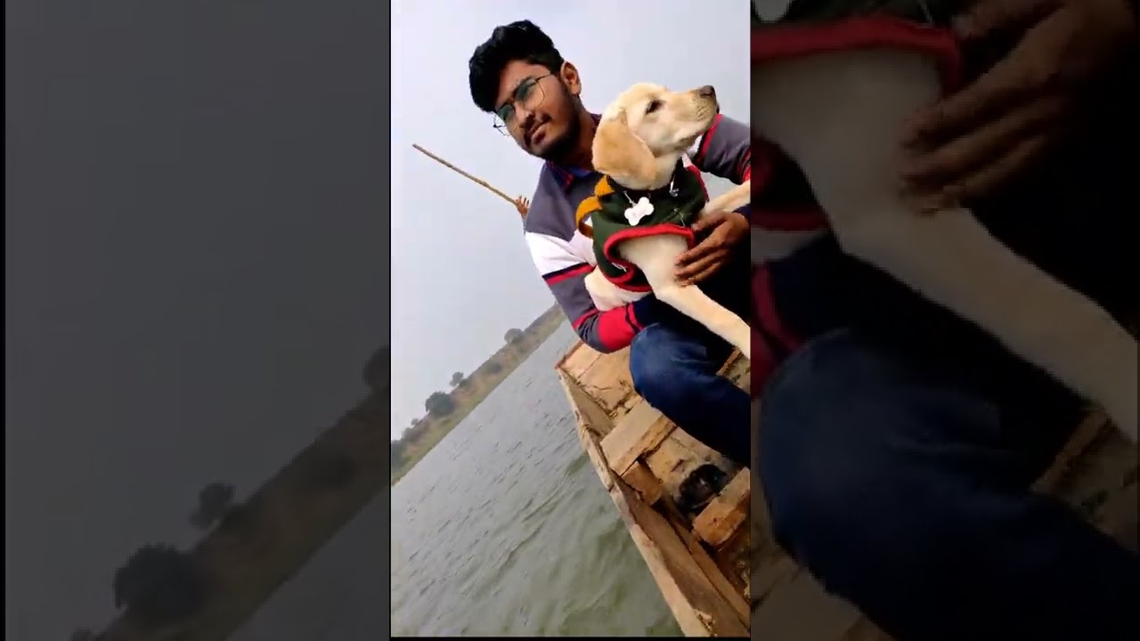 Cute Labrador Puppy❤️❤️WhatsApp Status Short Video| bonding 😍|Scooby The Labrador|