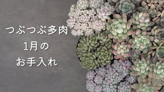 628 [Succulents] Watering, placement, causes and solutions for