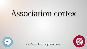 Association cortex   Anatomy of the Brain   SeeHearSayLearn 🔊