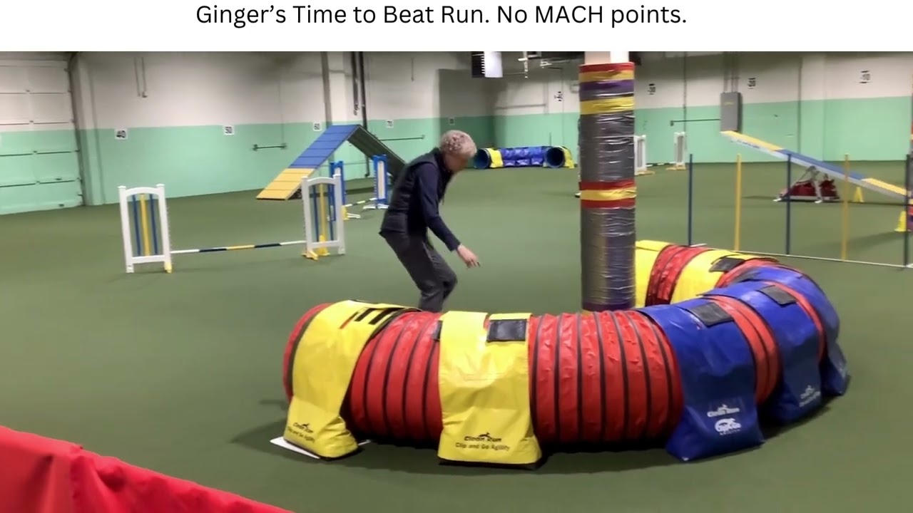 Ginger 2025 10 26 agility