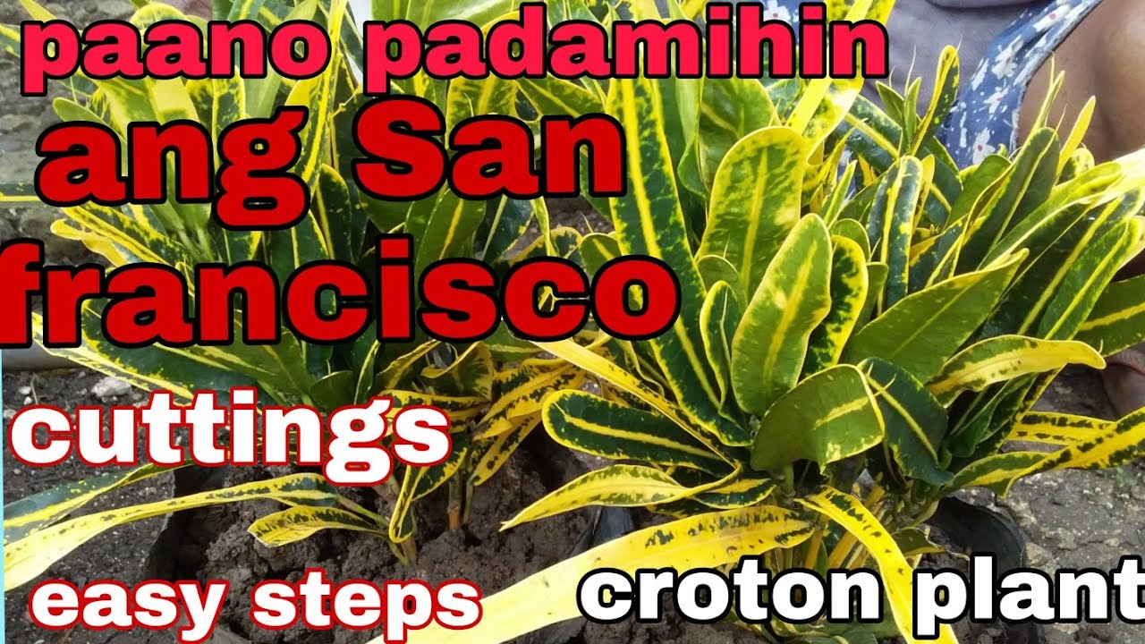How to grow croton plant from cuttings YouTube