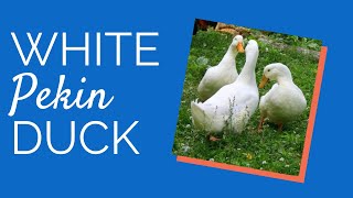 Pekin Ducks Chickens For Backyards