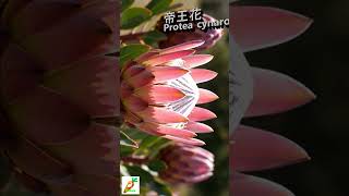 啵啵頭BOBOTO: #帝王花 #普羅蒂亞 #KingProtea #南非國花 #縮時攝影 #TimeLapse #花開 #微距攝影 #奇特植物 #花中之王