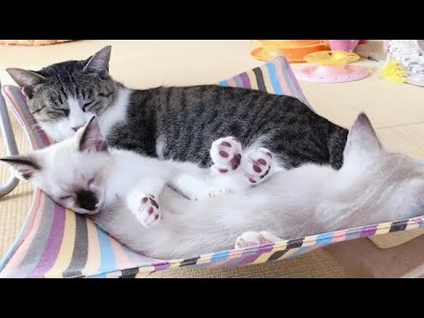 保護した猫がクローゼットで仔猫を出産していました#12 生後62日