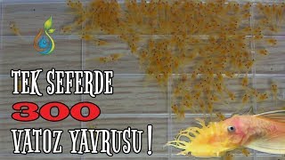 Download Tek Seferde 300 Tül Vatoz Yavrusu! | L144 Tülkuyruk Longfin Vatozlar Video MP3 Tek Seferde 300 Tül Vatoz Yavrusu! | L144 Tülkuyruk Longfin Vatozlar