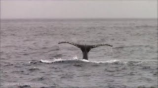 On this day in 2015 Humpback Whales & Risso's Dolphins #Monterey