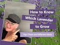 What is the Best Kind of Lavender to Plant and How to Use It