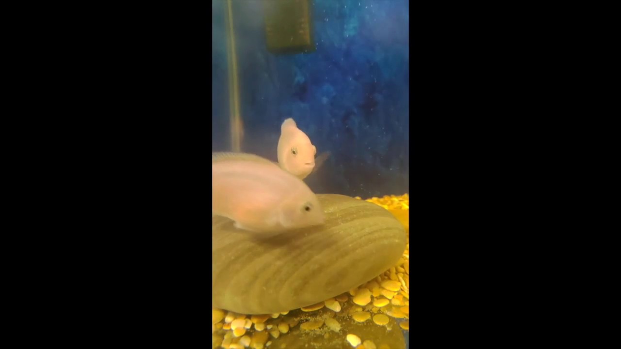 Нерест цихлазомы фламинго (Cichlasoma nigrofasciatum var. Flamingo)