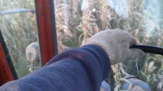 Zero fertilizer Tommy boy op corn
