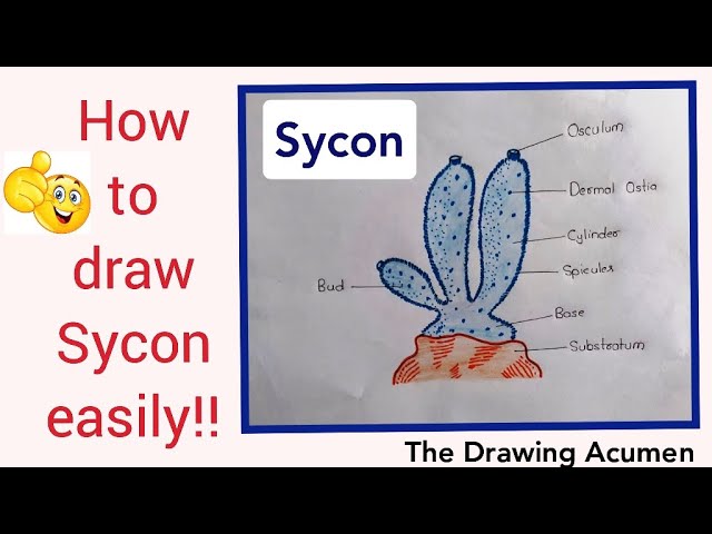 Sycon Diagram With Colour