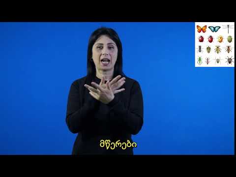 მწერები