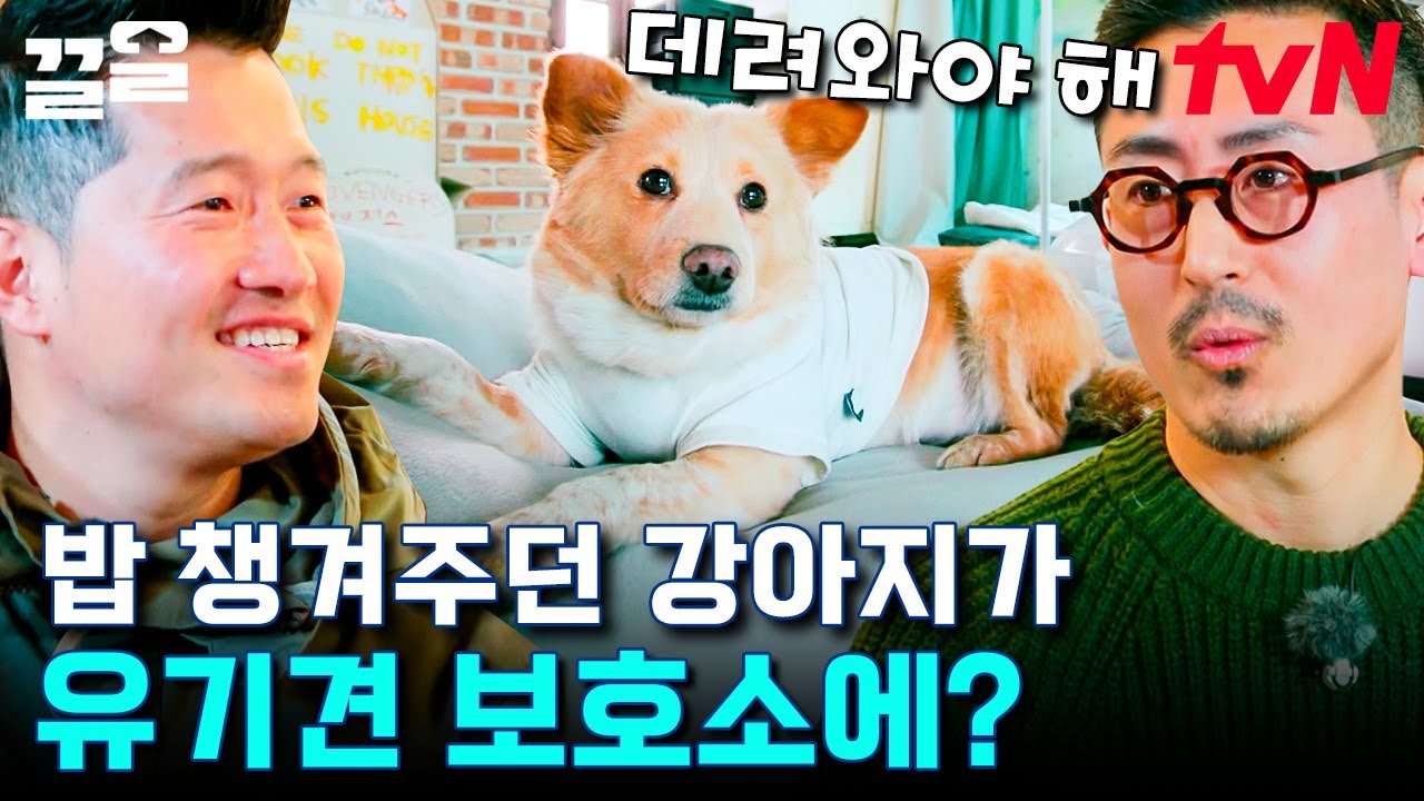 (감동 주의) 숲속에 숨어 살던 강아지가 직접 가게 앞에 찾아오기까지🐶 스트리트 출신 벤지한테 간택당한 견주님들 | 고독한훈련사