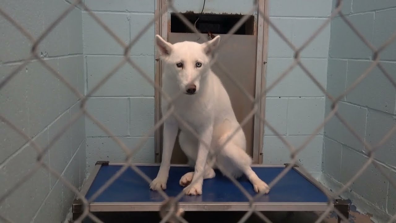 Meriwether County Receives Shelter Renovations Thanks to The Rachael Ray Foundation