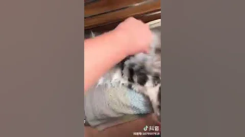 Watch the video about Cat Series