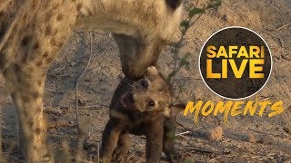 Your daily dose of cuteness: Corky's cub gets a taste of its own medicine!