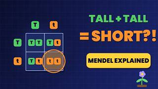 Punnett Squares Finally Make Sense! Dominant, Recessive & Mendel's Peas + Quiz