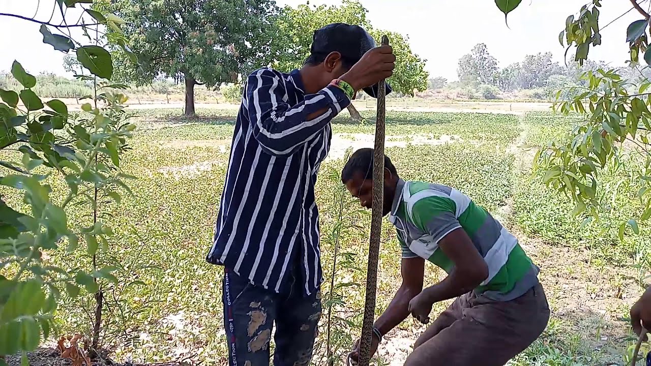 camera iphone 8 plus apk Indian rat snake non poisonous snake