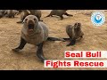 Seal Bull Fights Rescue