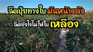 วิธีฉีดปุ๋ยทางใบมันสำปะหลังหน้าแล้ง ฉีดยังไงไม่ให้ใบเหลืองและเหี่ยวเฉา