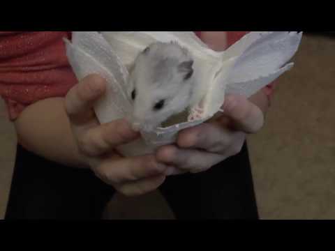 Video: Deposisi Amiloid Dalam Organ Internal Hamster