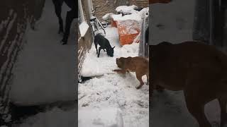 Amstaff Vs Snow