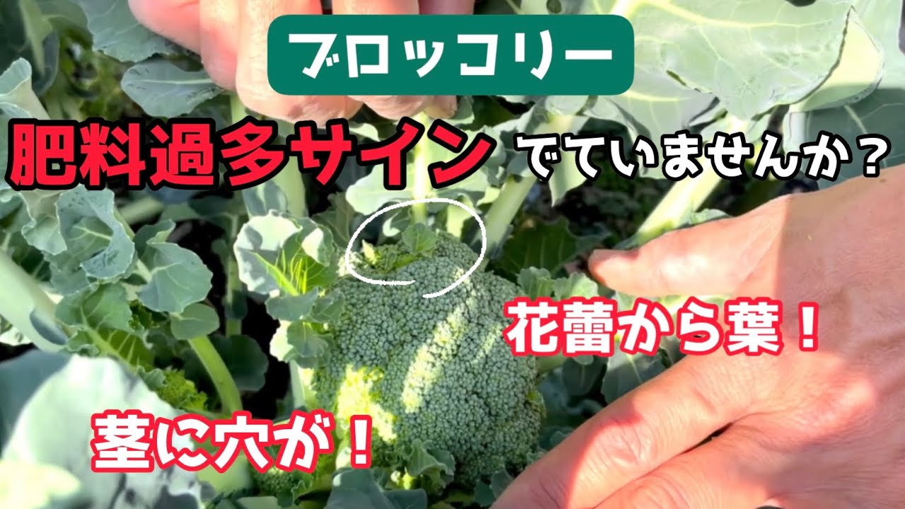 野菜 第9回 週一農業 ブロッコリーの肥料過多サインはこれ 他にも秋野菜色々収穫します Youtube